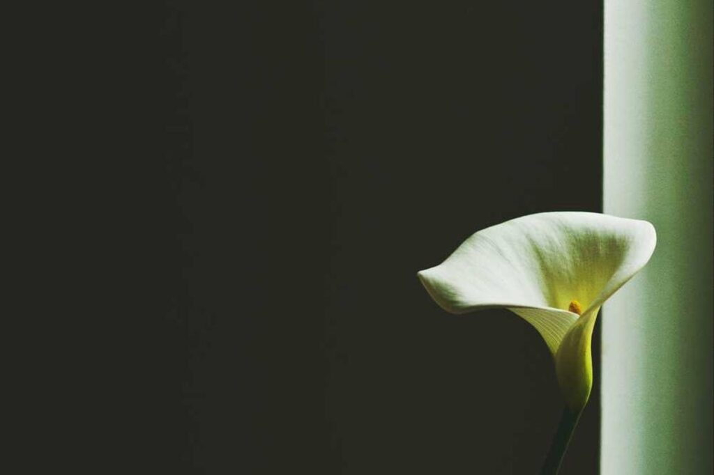 Ipsa error laudantium et alias pariatur